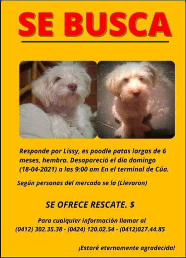 PerroUsuario Wof '•' (@perrousuario) on Twitter photo #SeBusca a Lissy RT <a href="/AyudaPerroGatos/">Ayudando a perros y gatos CCS</a>: CASO DE TERCEROS: Perrita Poodle extraviada en #Cúa #EstadoMiranda #SeBusca a Lissy RT <a href="/AyudaPerroGatos/">Ayudando a perros y gatos CCS</a>: CASO DE TERCEROS: Perrita Poodle extraviada en #Cúa #EstadoMiranda