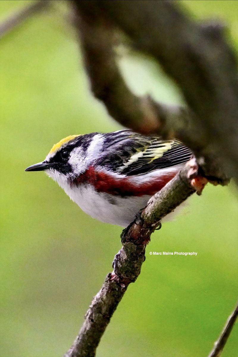 This beautiful Chestnut-sided Warbler (Setophaga pensylvanica) came down for a bath in a depression in forest. #bird #birds #birdphotography #birdwatching #warbler #warblers #chestnutsidedwarbler #wildlife #wildlifephotography #animal #animals #ornithology #science