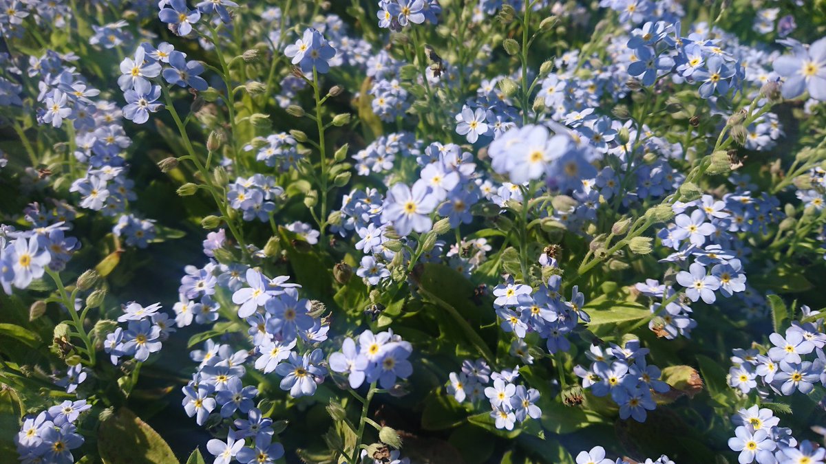 ハートフラワーチャーリー 北海道中標津町のお花屋さん ワスレナグサ入荷しました 花言葉 私を忘れないで 今年はあの花10周年ですね あの日見た花の名前を僕達はまだ知らない ノイタミナ Galileogalilei