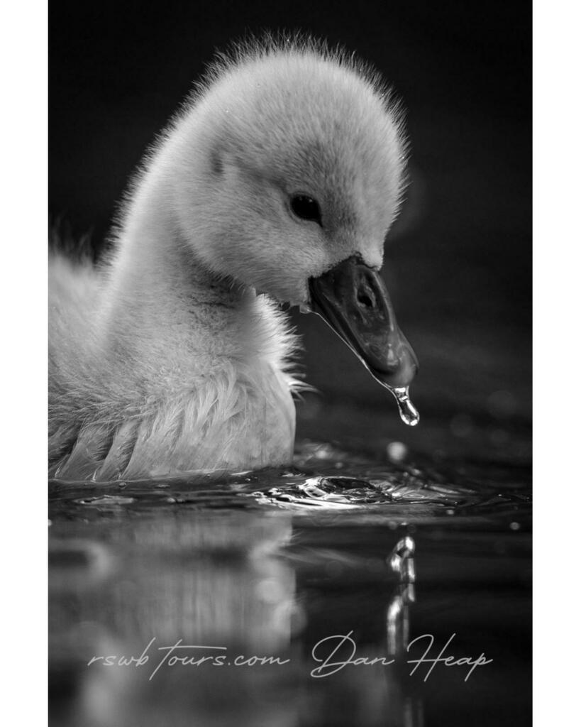 Cygnet in monochrome profile.....

@bbcearth@natgeowild @wildlifephotographicmag <a href="/RSWBtours/">RSWBtours</a> @natgeowild @wildlifephotographicmag <a href="/natgeoyourshot/">NG Your Shot</a>⁣ <a href="/canonuk/">Sandra</a> #naturephotography #naturephotographer #wildlifephotography #featured_wildlife #profile #travel… instagr.am/p/CPG-Jo9Aam_/