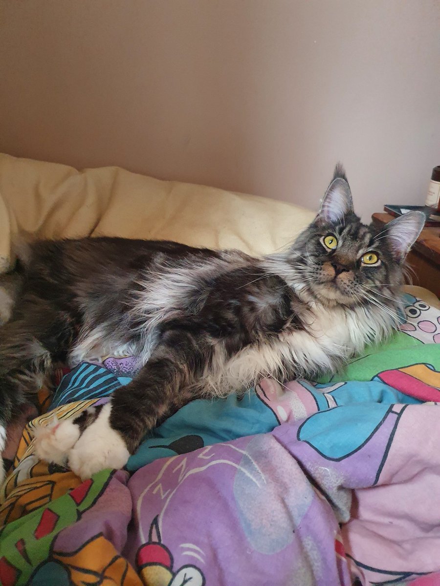 This is my blanket now