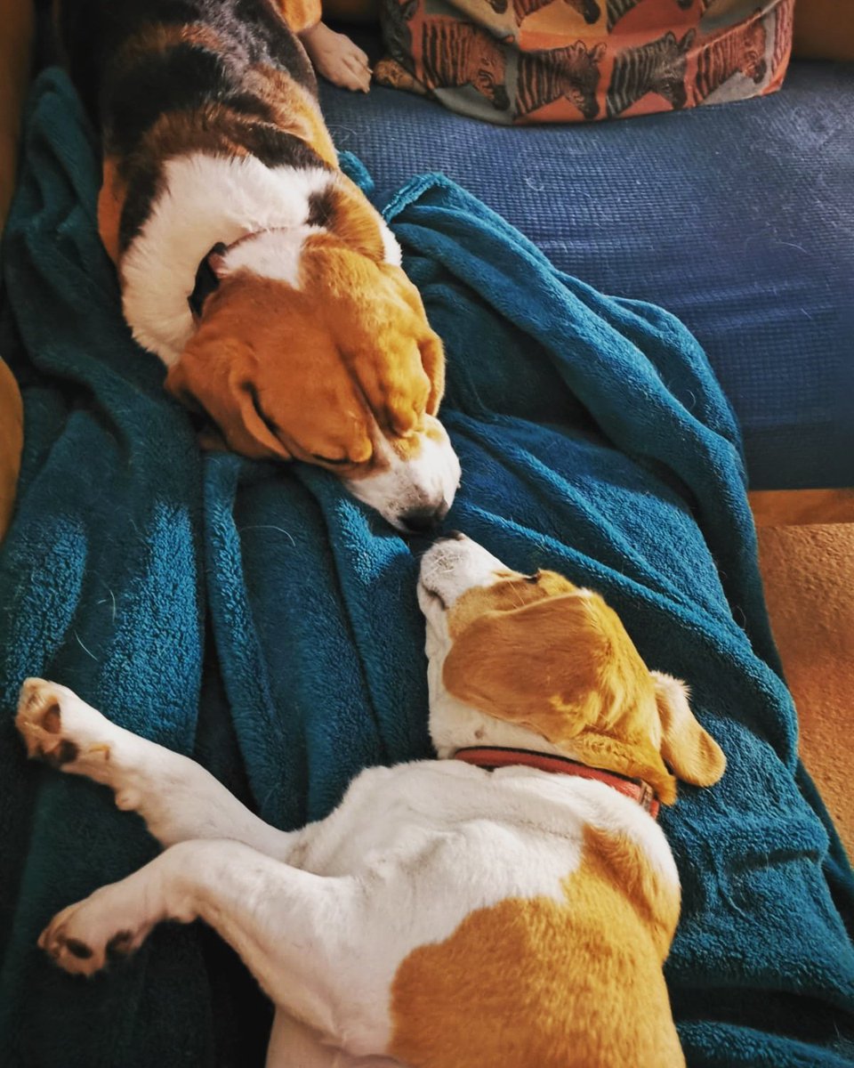 RioOfGlasgow's tweet image. Boop!

#Beagles #beaglesoftwitter #sofasnuggles #dogstagram #dogsofinstagram #dogoftheday