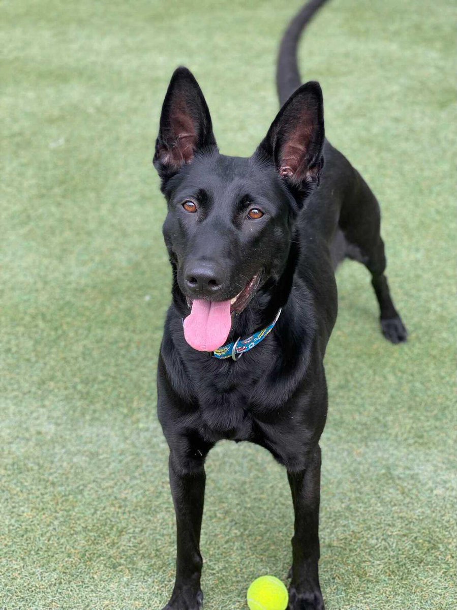 PasadenaHumane's tweet photo. Happy #NationalRescueDogDay! Doesn't Zoey have amazing ears? 👂

Big ears, small ears, floppy or perked up - show us your rescue dog's ears! https://t.co/3uYEPCFZ7O