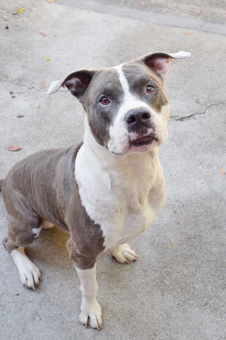 NAIAsPetRescue's tweet image. It’s National Rescue Dog Day!! Arrow is so grateful that he was rescued and can’t wait for someone to give him  forever home! 
#nationalrescuedogday
#naiaspetrescue
#NAIA
#fosteringsaveslives
#rescuedog
#lovedogs
#dogadoption