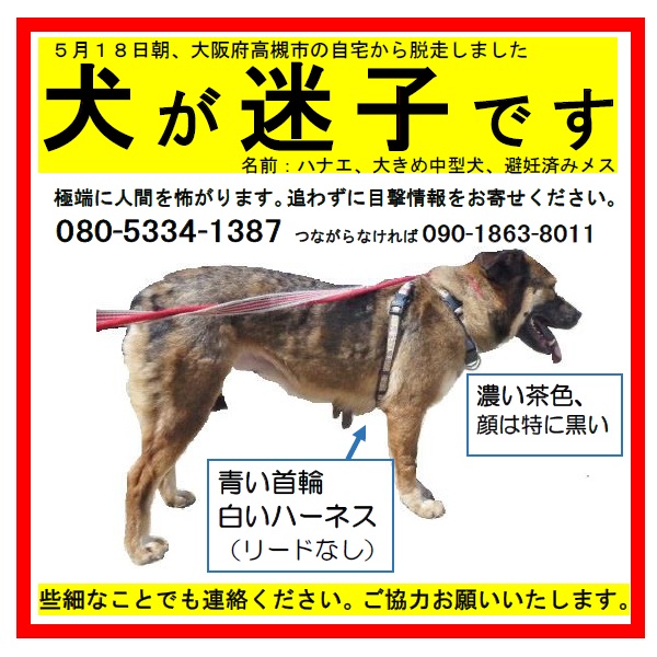 保護犬 保護犬