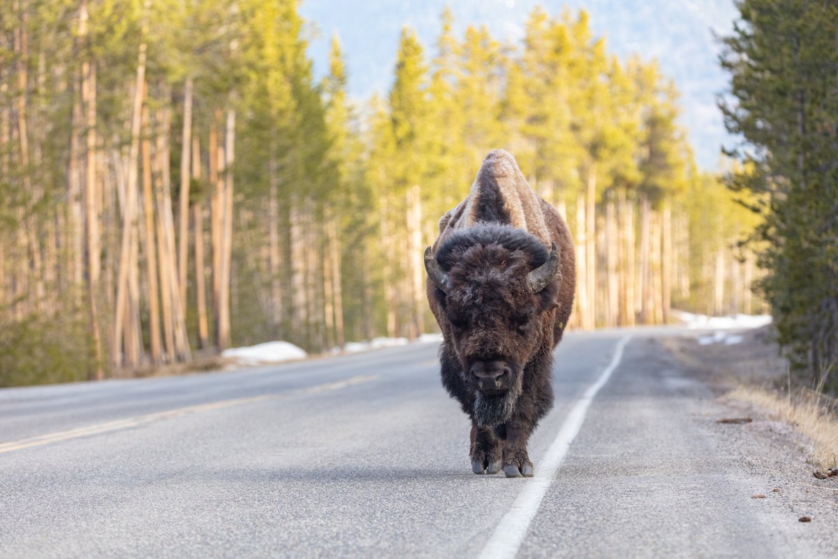 'Enjoy the ride.' Yellowstone has hazards on the road you aren’t used to at home (like 2,000-lb. bison). When you want to take a photo or look around, use pullouts to avoid blocking traffic and damaging vegetation. #YellowstonePledge #TeamPublicLands
go.nps.gov/YellowstonePle…