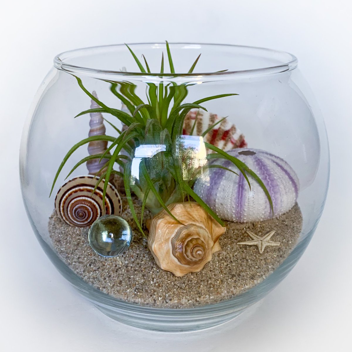 TerrariumKits's tweet photo. Terrarium Kits turns 8 today! To celebrate this momentous occasion, I am offering 25% off all Terrarium Kits until the end of the month. Use coupon code 8YEARS at checkout. Link in bio. Offer expires 5/31/21.
#TerrariumKits #DIY #airplant #minigardens #homedecor #Etsy #shopsmall https://t.co/LDpF6xC6VQ