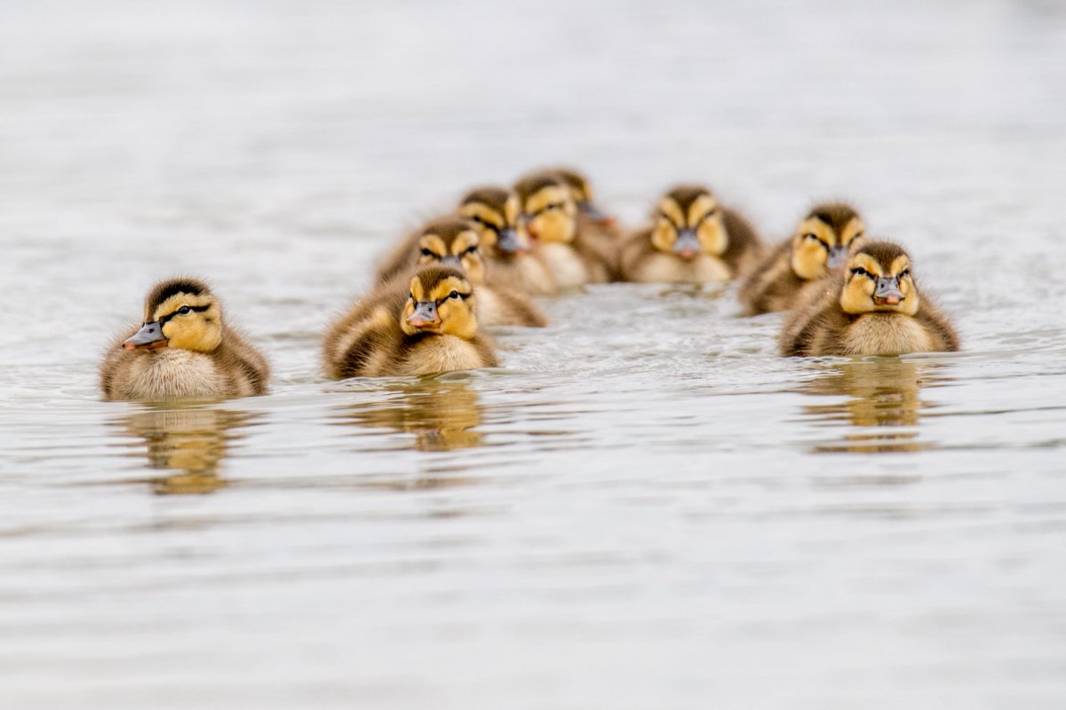 TheNationalMall's tweet image. Gang&apos;s all here! 😊

Photo courtesy of volunteer Angela Napili.
#NationalMall #ReflectingPool #LincolnMemorial #WashingtonMonument #WashingtonDC #DC #ducklings #babyducks #cuteness #babyanimals