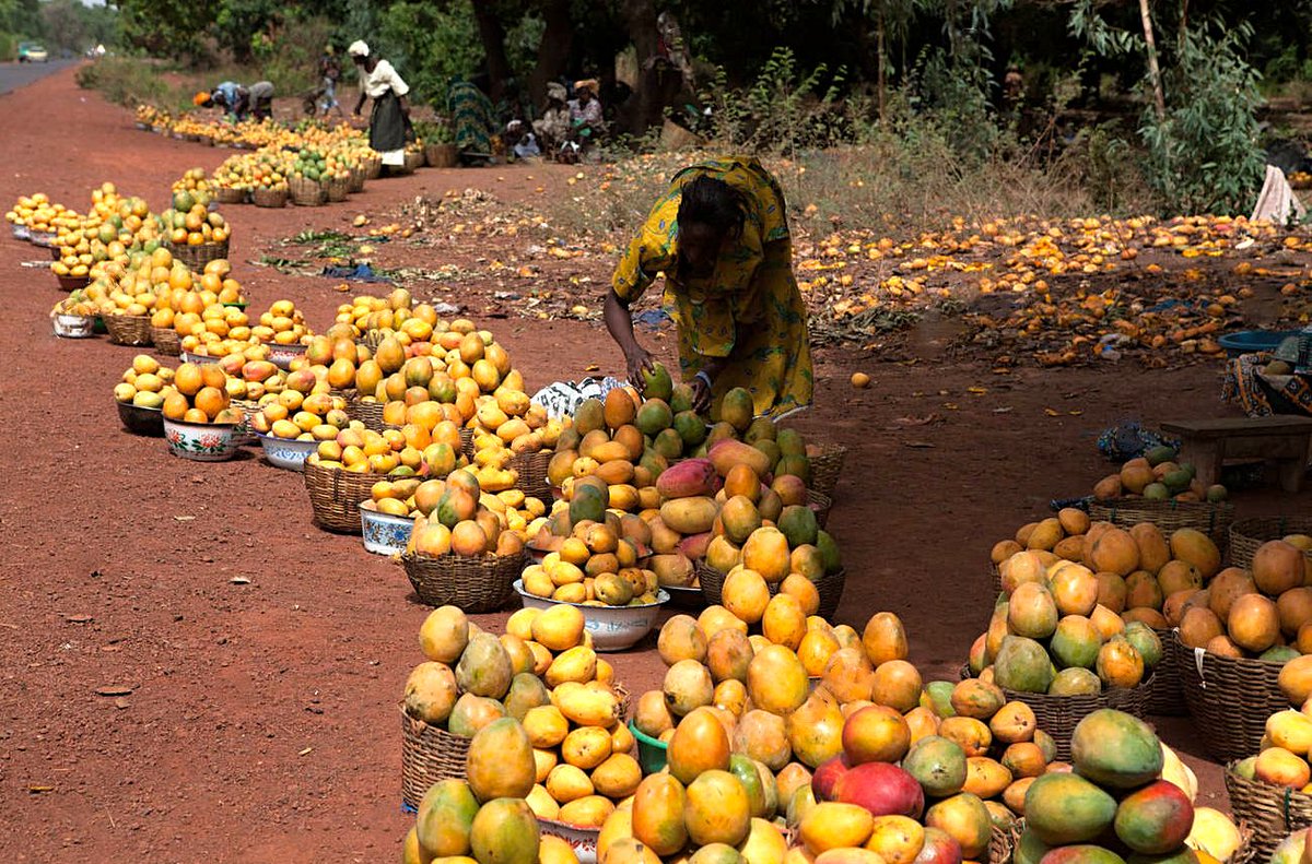 The mango season in Mali
📷Egill Bjarnason
🤩🥭🥭🥭🥭😋