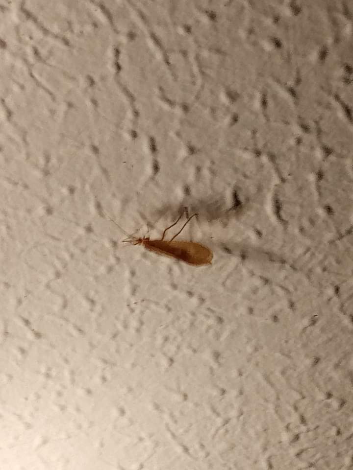 Webweald's tweet photo. @flygirlNHM hello what is this please...about an inch long https://t.co/g0U8mL6QEO