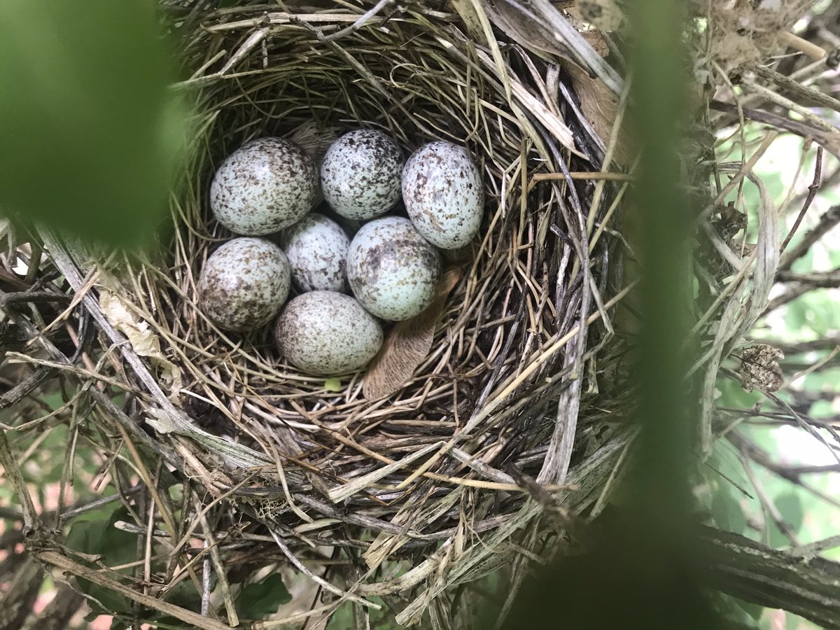 CathyTyrrell123's tweet photo. I have an update on my cardinal’s nest!
#BirdReport https://t.co/JbolupKc8B