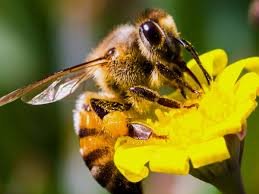 Bees are imperative for conservation. Protect our #pollinators, and celebrate World Bee Day! one.npr.org/i/998482999:99…