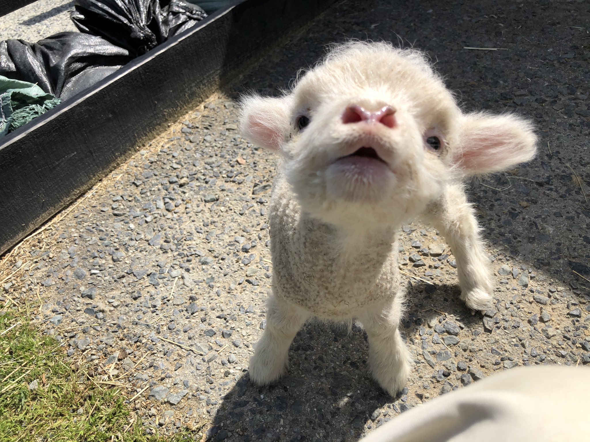 イングランドの丘 動物スタッフ 公式 3月末頃のひまりの未公開画像が出てきました ひつじ ひまり