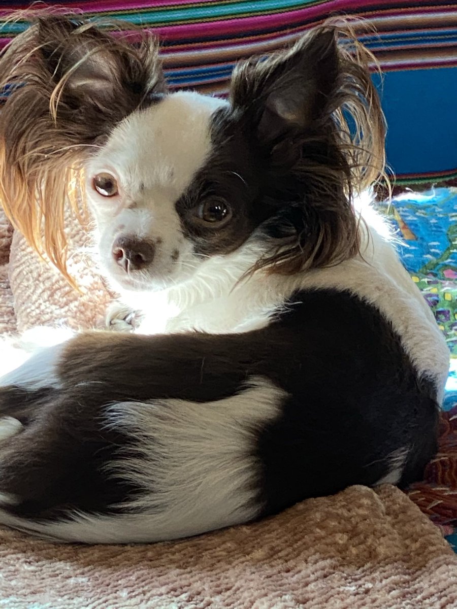 Also. The Ears. #NationalRescueDogDay