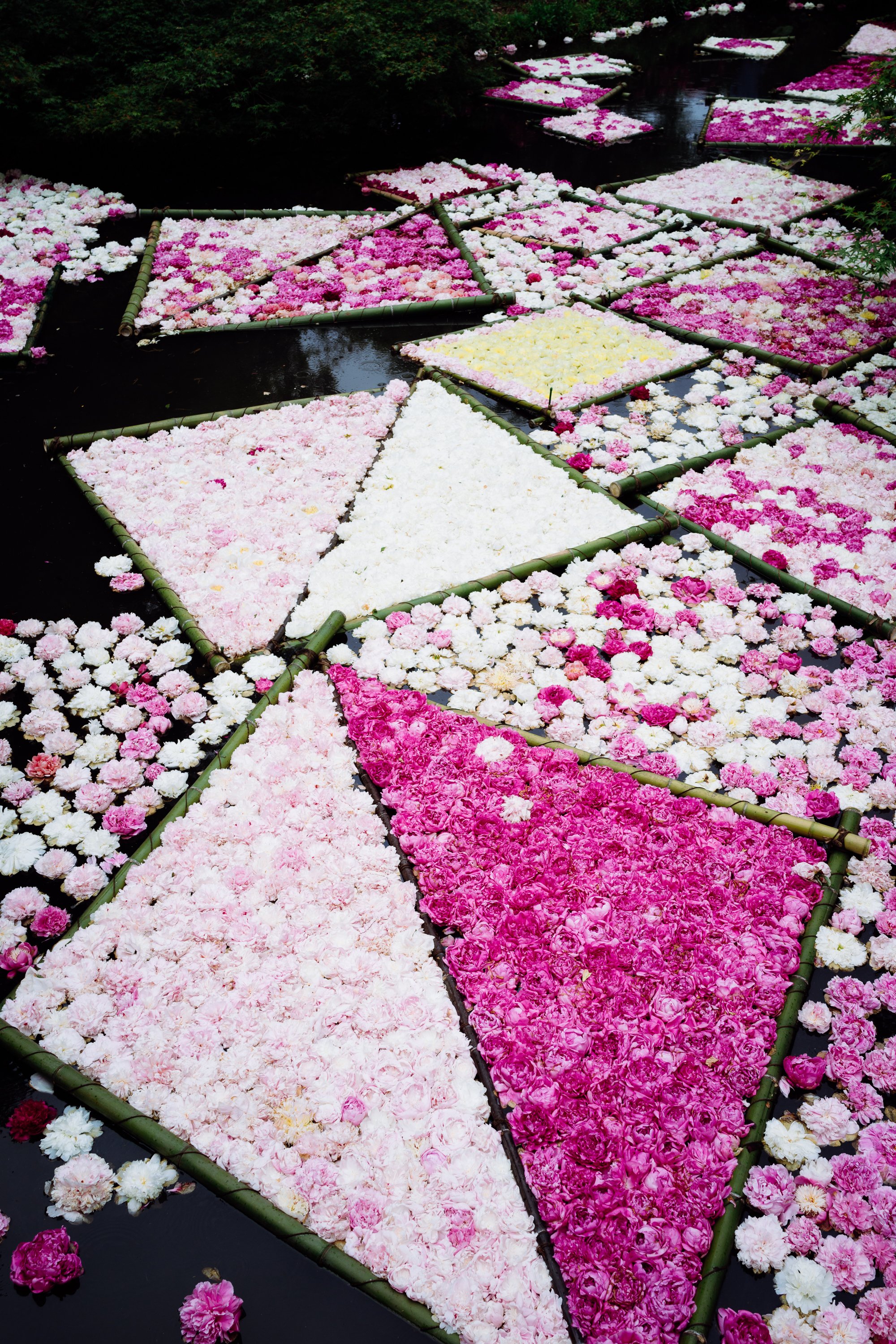 Fey つくば牡丹園の 花筏 こうなると僕には 牡丹 なのか 芍薬 なのかわからないので Peony と英語で書いて逃げる T Co Q3sidj74fe Twitter