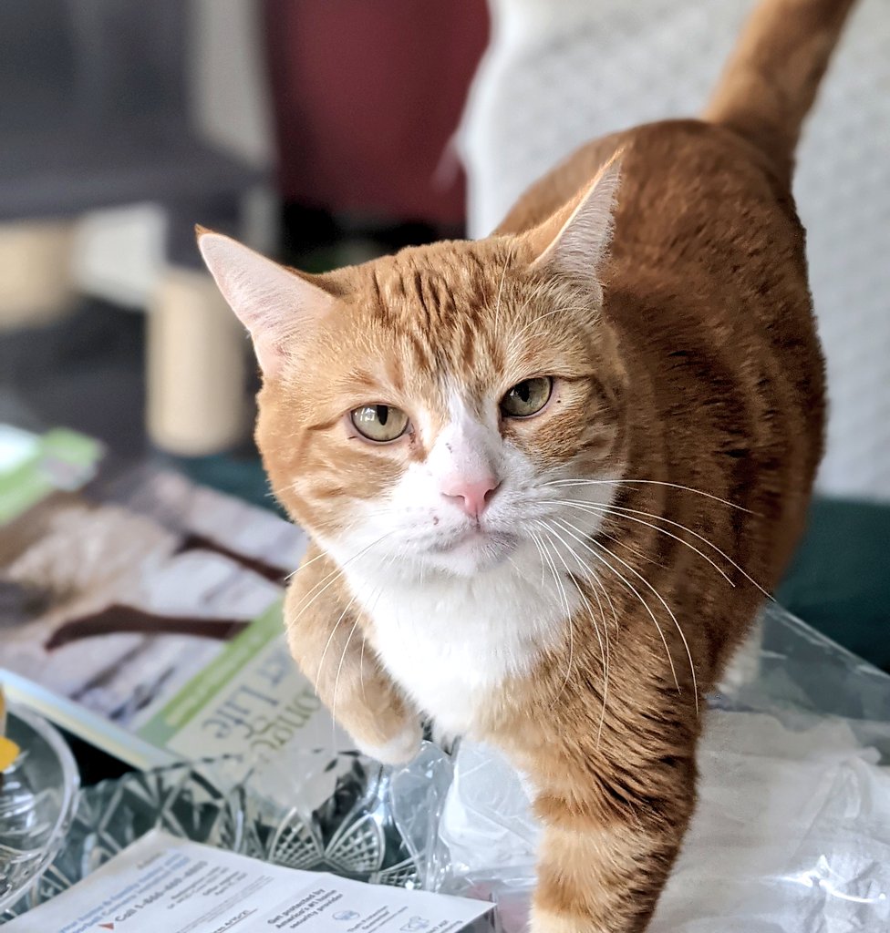 WordsLikeRainy's tweet photo. How do your #furbabies get you to take a break? "Mom, I'm hungry don't you love me at all?" Apollo knows, guilt works every time ๐คฃ
#writerlife #lifewithcats #catmoments #feedme #authorlove #cat #Caturday #writer #workingwithpets #workingfromhome https://t.co/dd7XFYp7N3