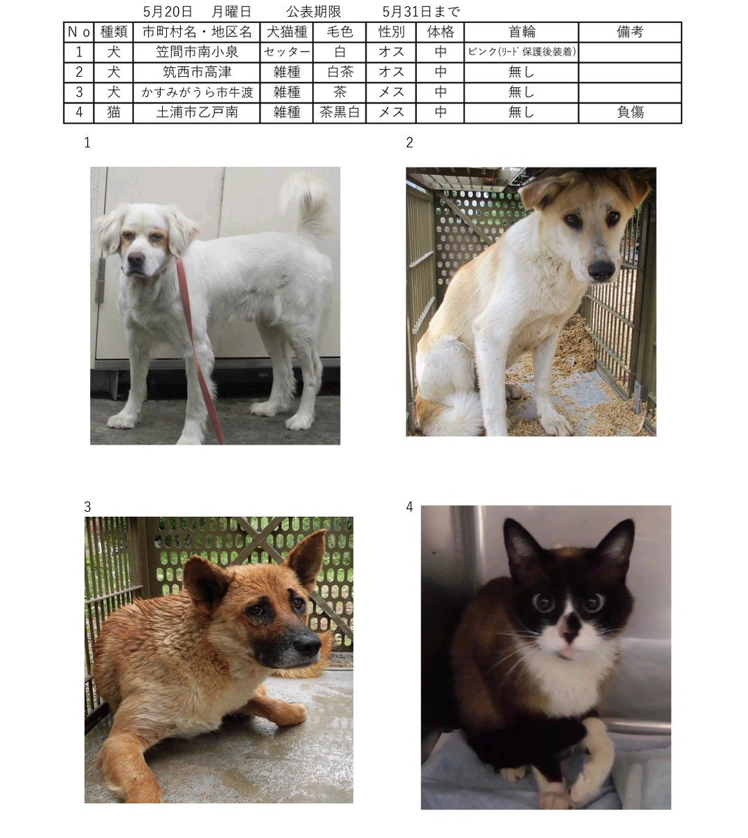 タグ 猫 の注目ツイート 51ページ目 メガとんトラック