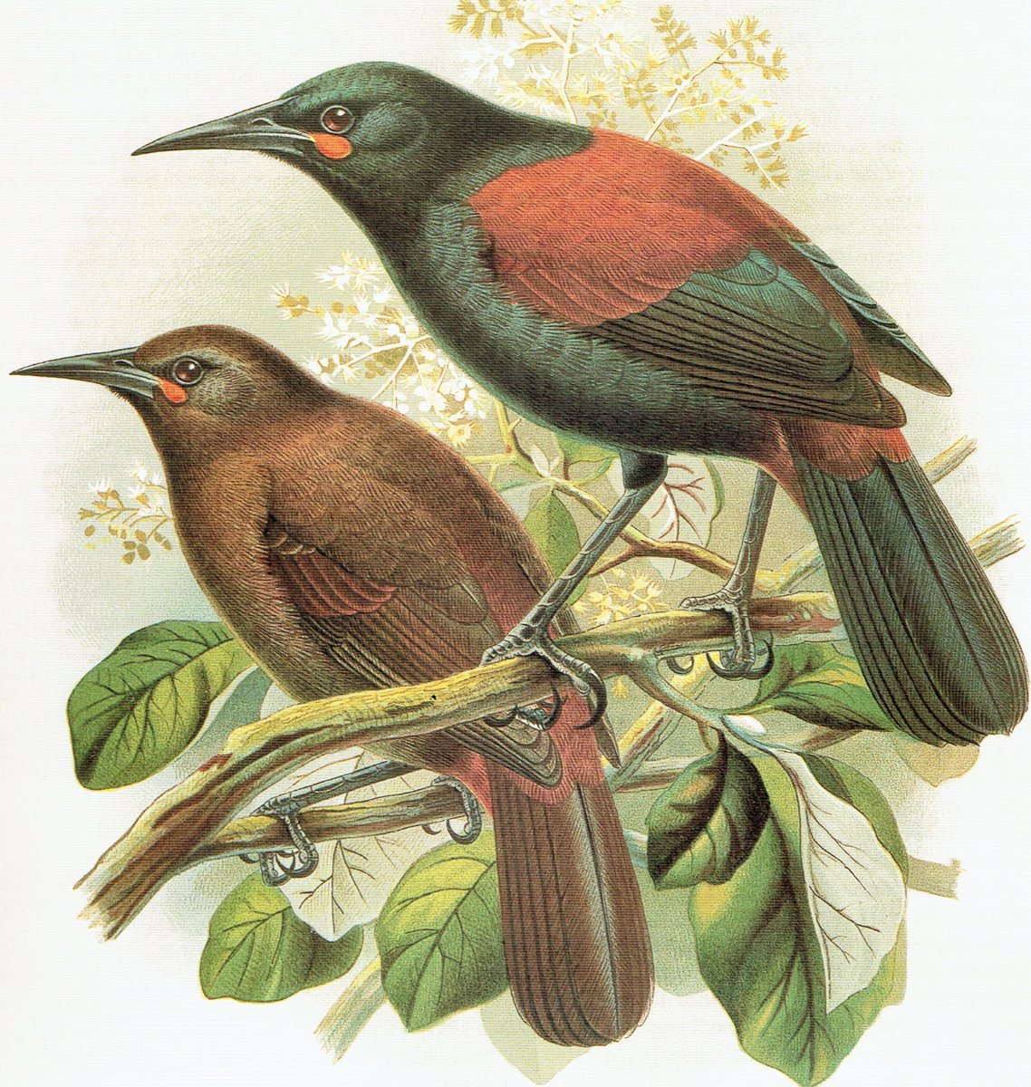 'He iti kahurangi'
A little treasure
The saddleback or tīeke belongs to New Zealand's unique wattlebird family, an ancient group which includes the endangered kōkako and the extinct huia.
#NewZealand #native #birds
