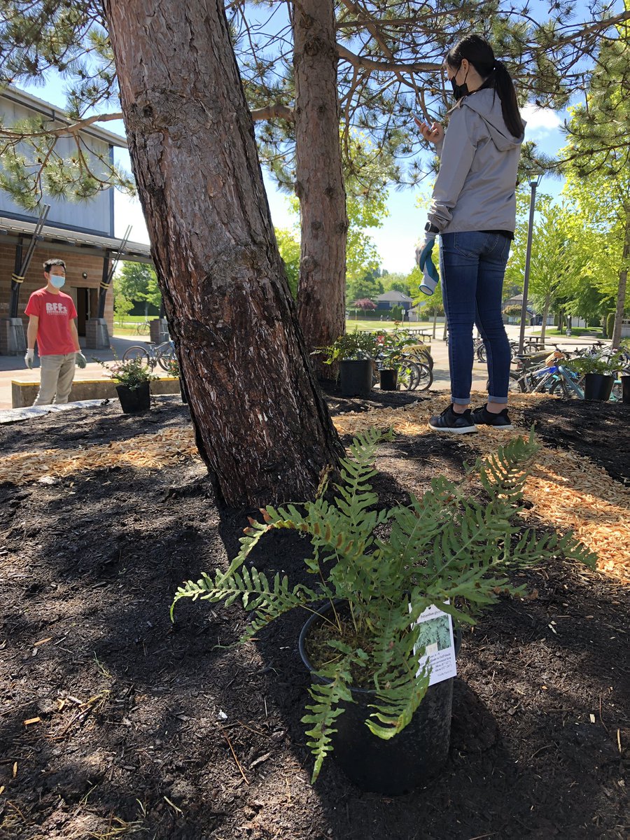 So many beautiful changes happening at @RAMcMath including our new mural and indigenous plant space. #outdoorclassroom <a href="/UBCTeacherEd/">UBC Teacher Education</a>