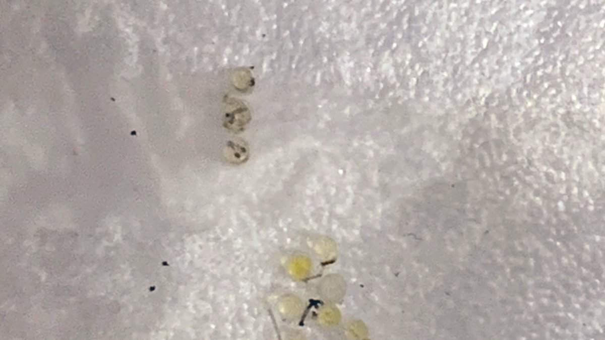 メダカの孵化 メダカの孵化
