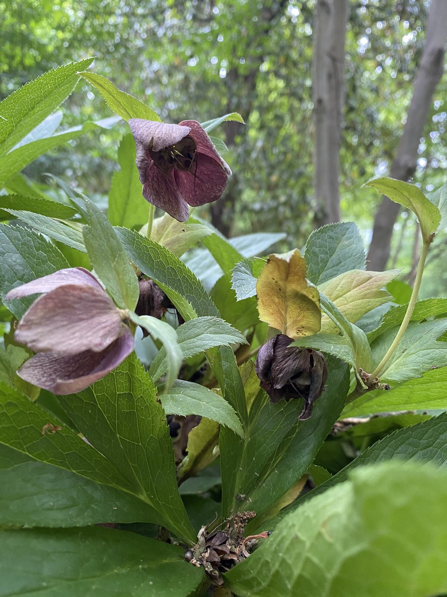 Hi <a href="/lewisginter/">Lewis Ginter Botanical Garden</a>! I saw this flower while visiting this weekend. Can you please remind me what it is?