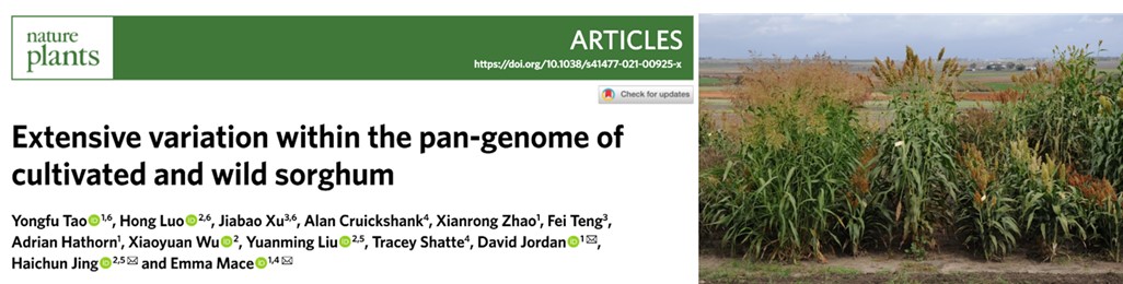 Our new sorghum pangenome, just published in Nature Plants, provides a platform for researchers to investigate the entire gene repertoire within the primary gene-pool of cultivated sorghum.
rdcu.be/ckZGW 
<a href="/T_Yongfu/">yongfu Tao</a> <a href="/SorgGuy/">David Jordan</a> <a href="/UQ_News/">UQ News</a> <a href="/CropTrust/">The Crop Trust</a> <a href="/leaf2field/">ARC CoETP</a>