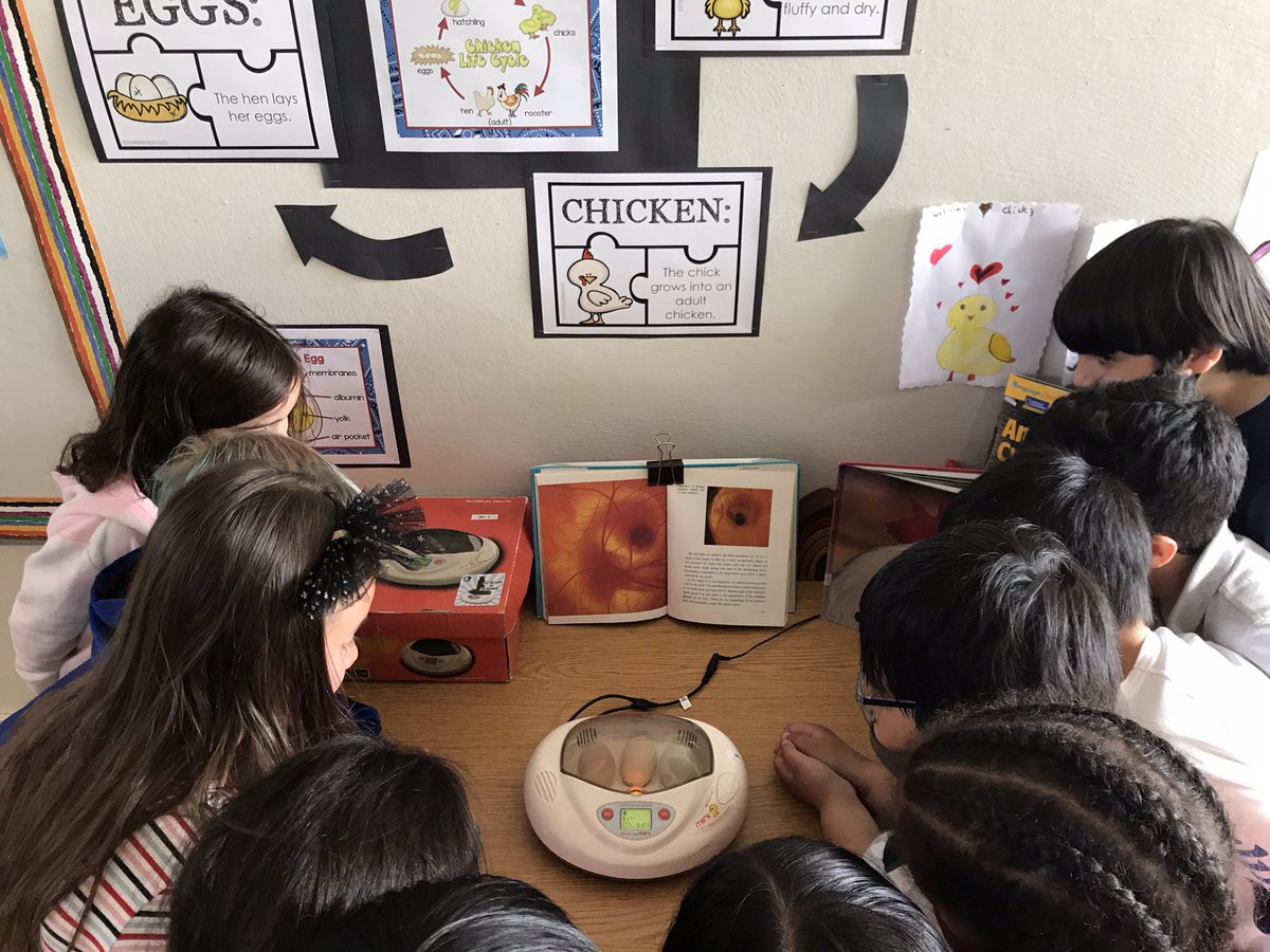 Jennifer Wong (@jenntangwong) on Twitter photo Some amazing realistic chick drawings and T-7 days to hatch! 🐣🐣🐣 <a href="/eggUcation/">eggUcation</a> <a href="/HollyburnSchool/">Hollyburn Elementary School</a> Some amazing realistic chick drawings and T-7 days to hatch! 🐣🐣🐣 <a href="/eggUcation/">eggUcation</a> <a href="/HollyburnSchool/">Hollyburn Elementary School</a>