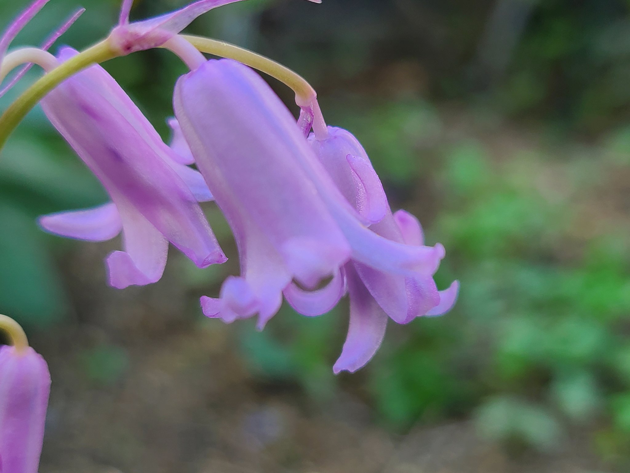 ラナンキュラス ゴールドコイン Twitter Search Twitter