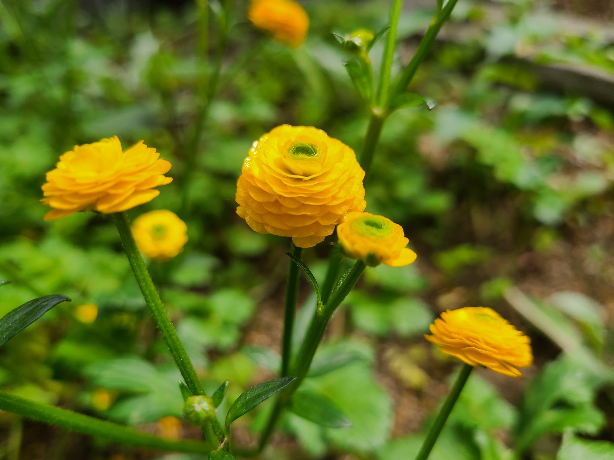 ラナンキュラス ゴールドコイン Twitter Search Twitter