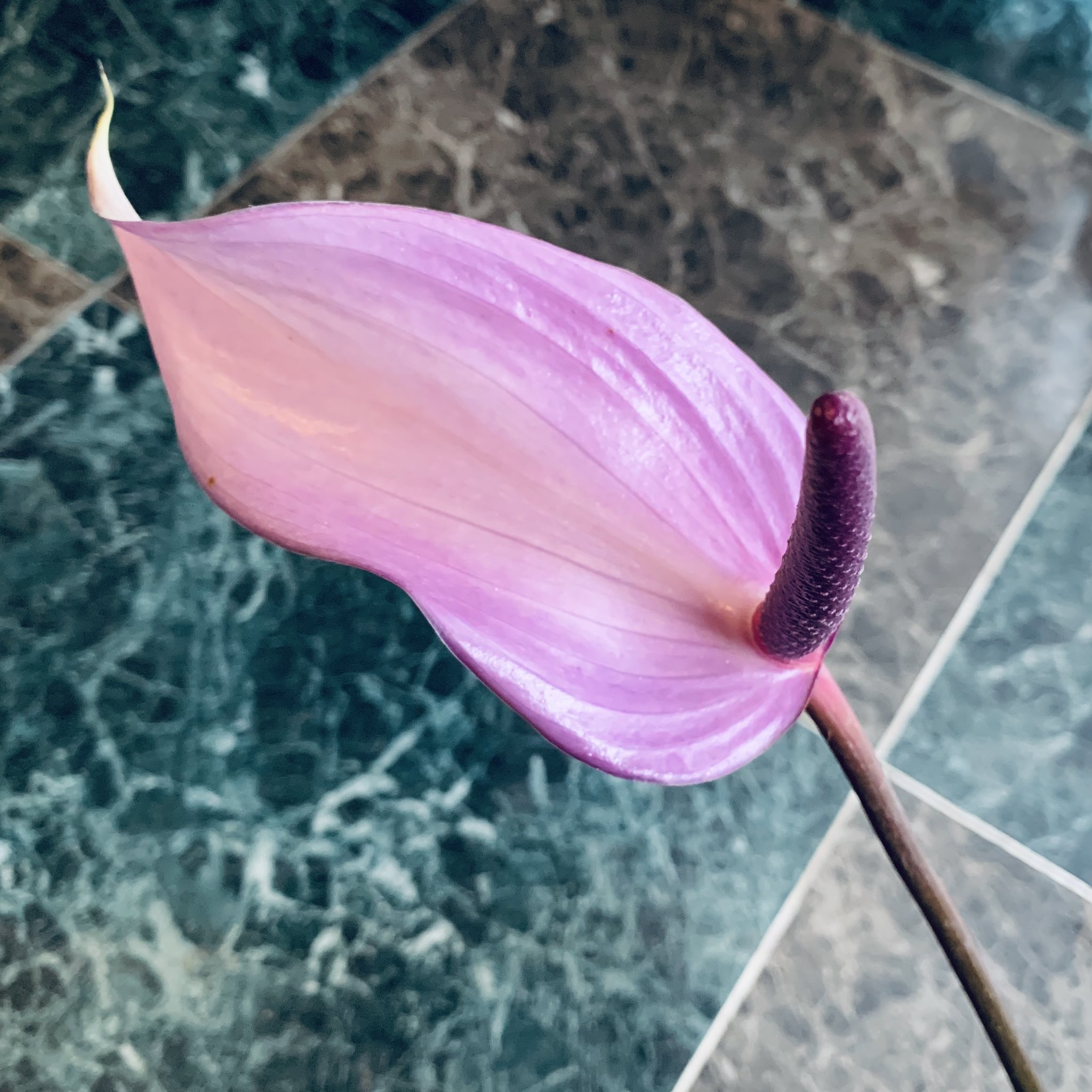 坂本 歩 おはようございます アンスリウム プレビア Anthurium Previa アンスリューム 淡いパープル チューリップアンスと呼ばれる形 花びらに見えるのは 苞 ほう Previaは エスティマの欧米名にも Anthurium 花と緑 ステキな一日を