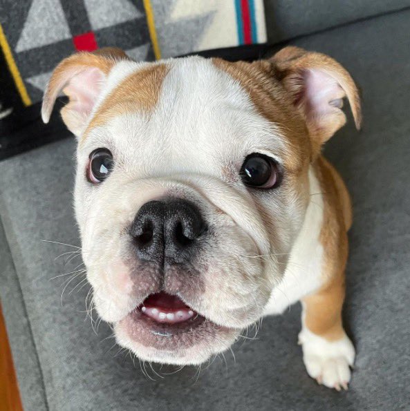 sitting closer now. looking up at the camera. mouth slightly open