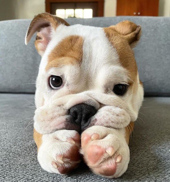 paws on her cheeks now. looking a little sad