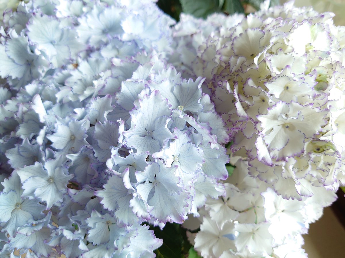 ホワイトレオン