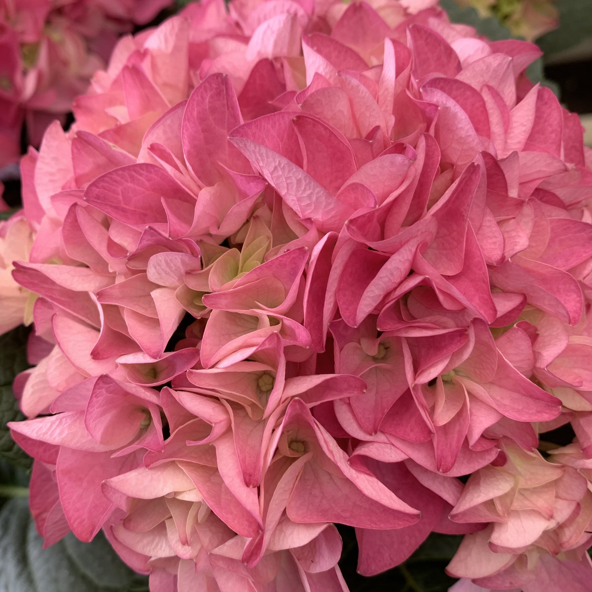 花ひばち 優しい繋がりに感謝 おはようございます٩ ۶ きょうの花だより 紫陽花 アジサイは ピンクや青色に色づいた可愛らしい花を咲かせる植物です 丸い花の形を作っている花姿がとても素敵なお花です 風景 花 日の出 夕焼け 写真