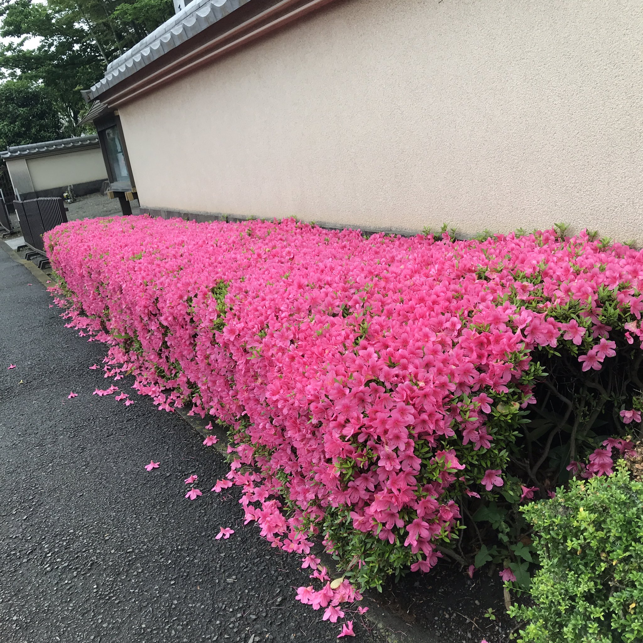 長窪山 正覚寺 花便り 梅雨のような気候に誘われて アジサイが咲き始めました 今年はハナショウブより先にあじさいが咲いてしまいました サツキもまだ見頃です 花便り 花菖蒲 紫陽花 ツツジ 花の寺 あじさい寺 神奈川県 横浜市 都筑区