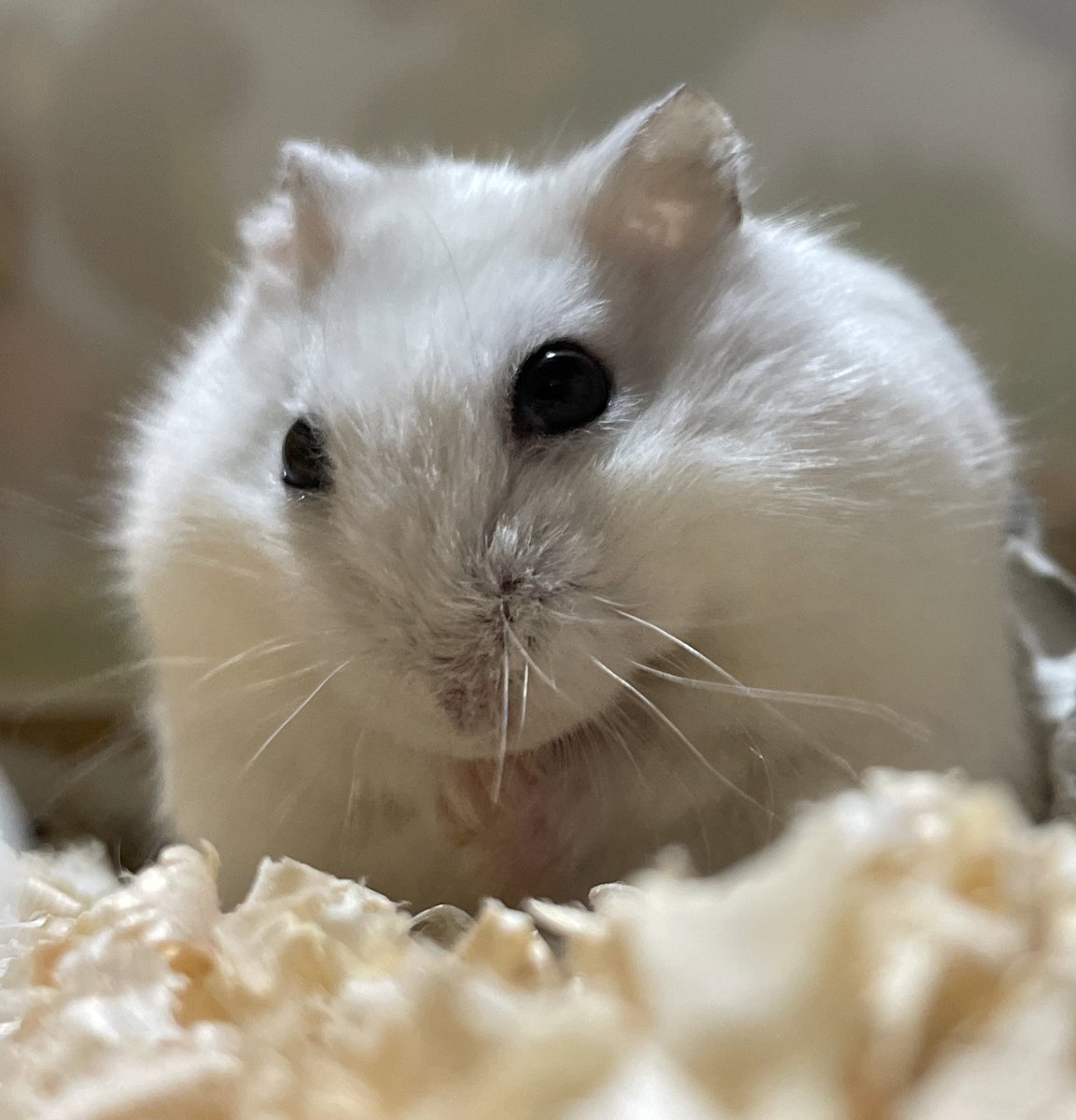 ファズ ルーシー ベティ 甘夏 飼い主 他のハムスター飼いさんに怒られそうですが うちの子ペレットをあまり食べないので小鳥の 餌とハトの餌で生きている 日替わりのペレットと小鳥の餌と鳩の餌と生野菜を好きな時に食べれるように入れっぱなしにして