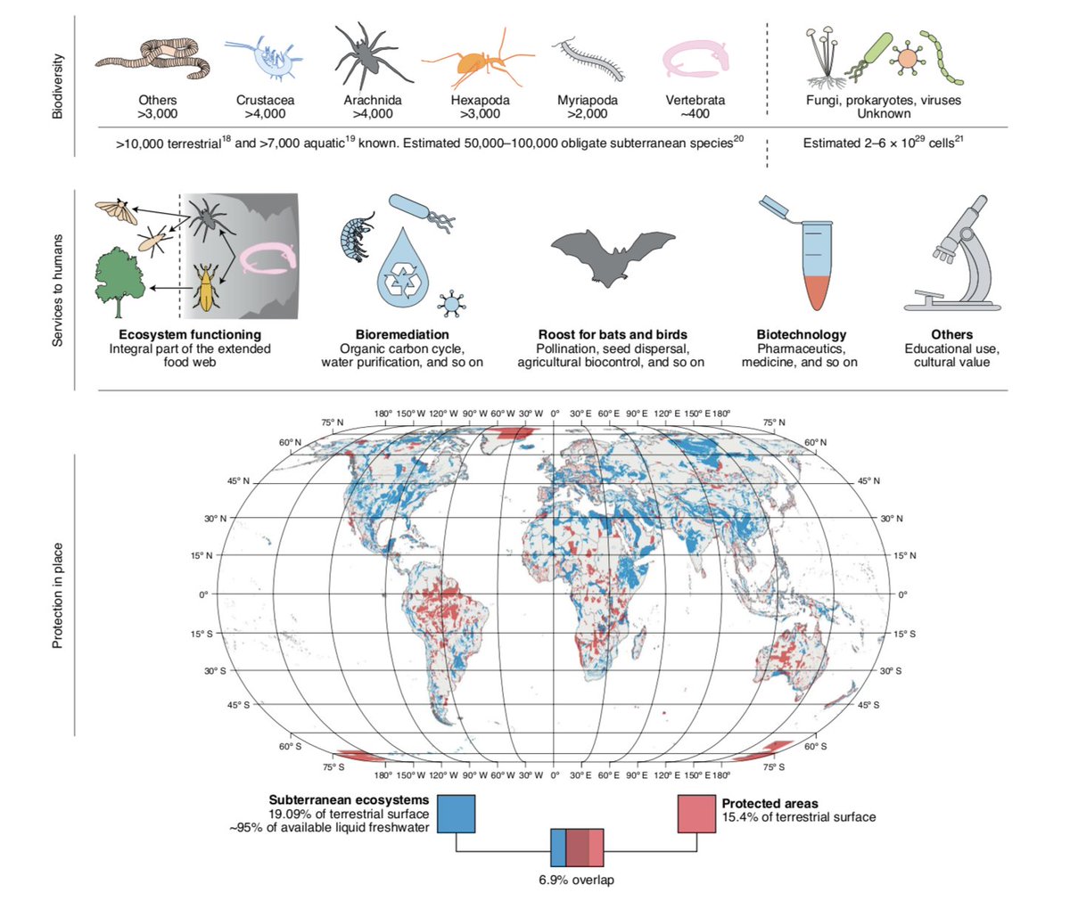 On the importance of considering subterranean ecosystems in climate change and conservation agendas. A short piece in <a href="/NatureClimate/">NatureClimate</a> to raise awareness on the dark side of climate change: 

rdcu.be/ckZGL

<a href="/MSCActions/">Marie Skłodowska-Curie Actions</a> CAWEB | <a href="/libre_research/">Laboratory for Integrative Biodiversity Research</a> | <a href="/MEG_Verbania/">MEG Verbania</a> | <a href="/jutwynne/">Jut Wynne</a>