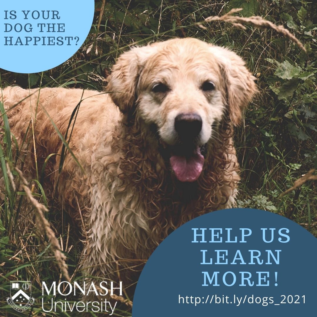DoUBelieveInDog's tweet photo. NEW STUDY ALERT 🚨🐶 Do you care for a #dog? Help @MonashUni  researchers understand how dog owners think about dog welfare! Participate in this quick, anonymous survey: https://t.co/hggAw9i9KH. [Approved project: 28262] #dogs #science #anthrozoology #psychology https://t.co/kTzSCq3TWR