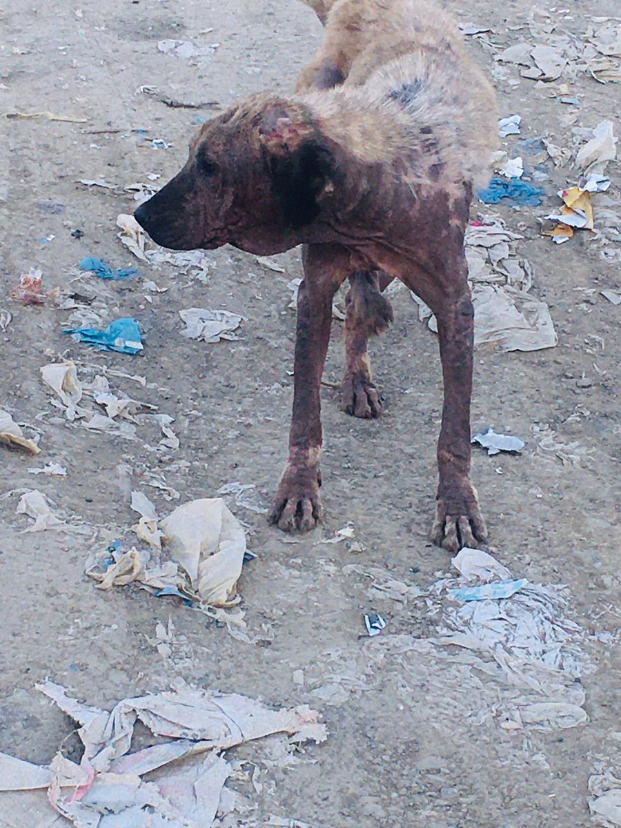 Genç Kızılay Arıcak ekibi olarak bugün Arıcak ın en uzak çöp atılan yerindeki köpekleri besleme ve aşılama yapmaya gittik.Orda çok kötü durumda  olan iki köpeğe uyuz aşısı yapıldı..Ve 2 gün arayla banyo yaptırılacak ilaçla.Hayvanlara Merhamet Edin ki ALLAH TA size merhamet etsin