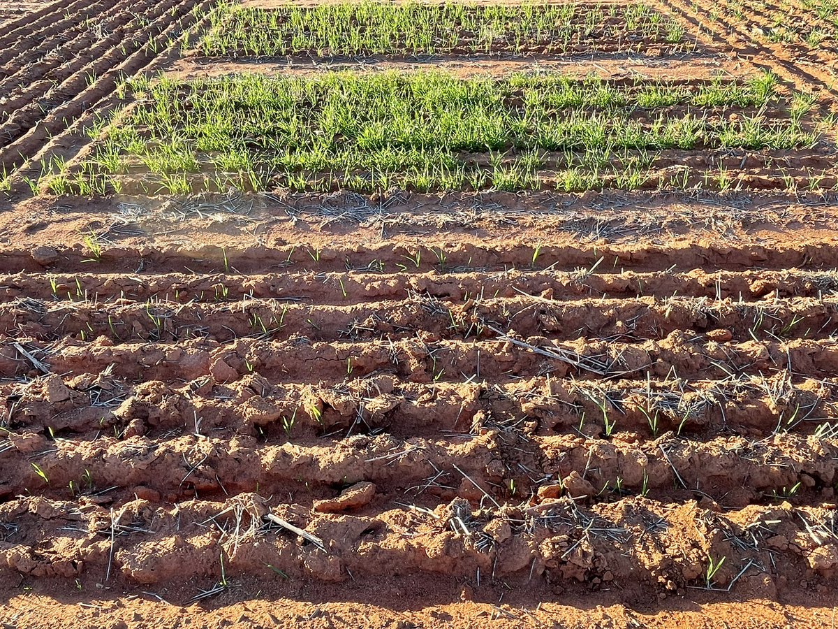 Beacon long coleoptile starting to show some differences, enjoyed this assessment late yesterday arvo. <a href="/rebetzke_0/">Greg Rebetzke</a> <a href="/mick_lamond/">Michael Lamond</a> <a href="/joel_lancaster/">Joel Lancaster</a> <a href="/byron_milne/">Byron Milne</a>