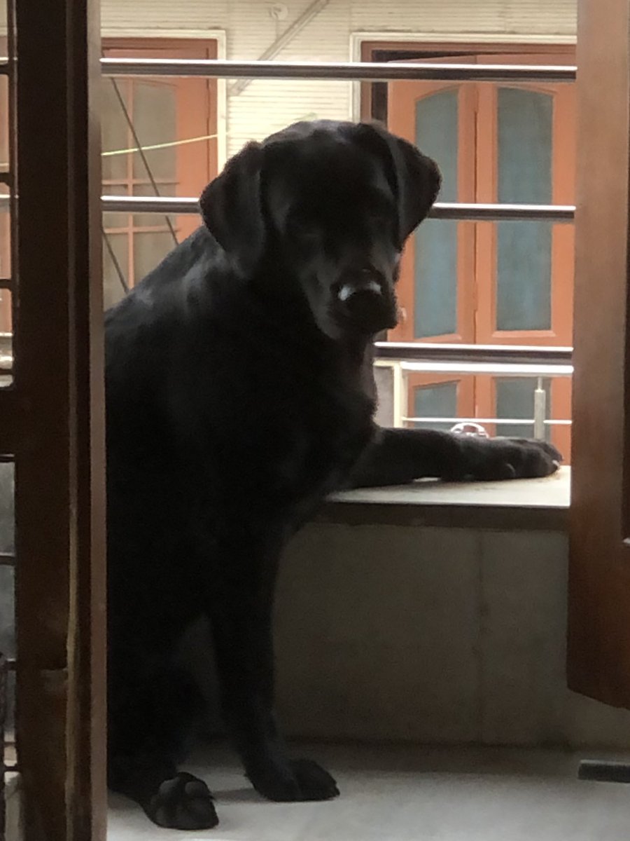 ExploreAbhi's tweet image. #BuschCTOcontest. Buddy is waiting for his contract