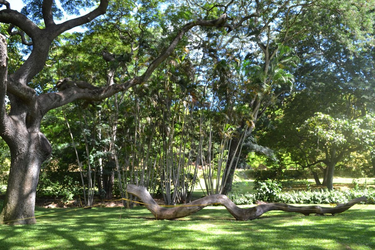 モンキーポッド