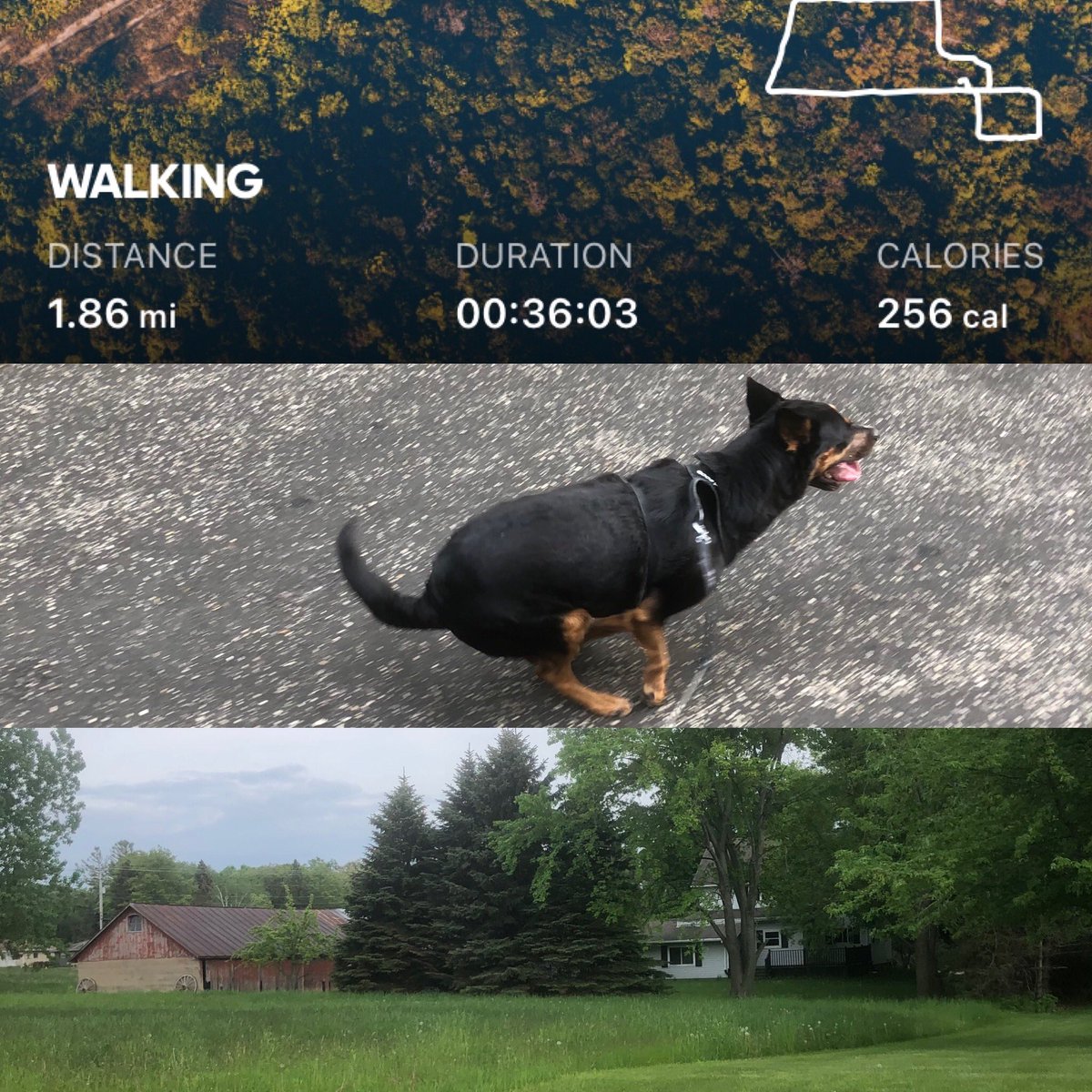 swampybake's tweet image. Today’s movement with my Rhodi girl ❤️ She’s good for my soul! #fourfit #plexus4life #accountability  #commitment  #moveyourbody #weightloss #fitness