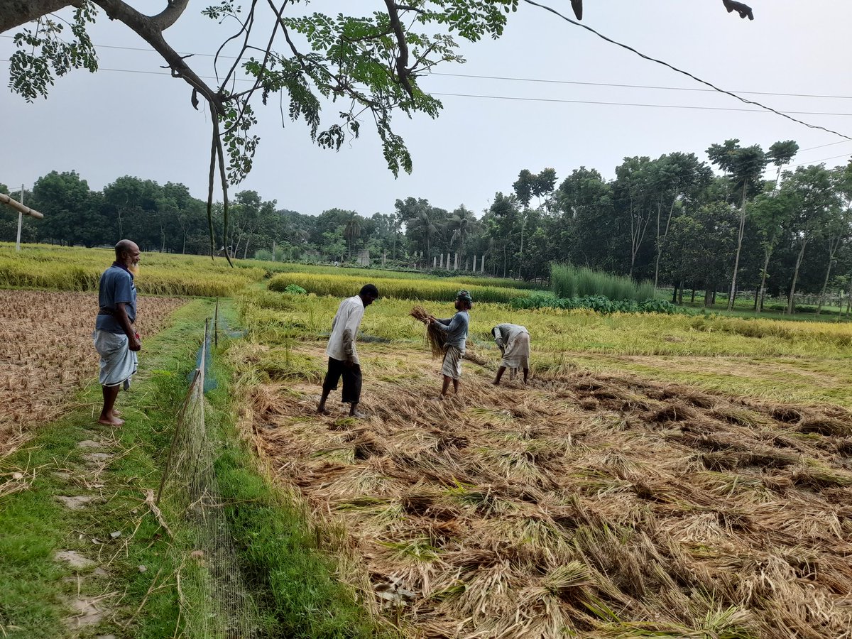 happyjihadi's tweet photo. গ্রাম বাংলার ইতিহাস https://t.co/l8pqfmv9Sz