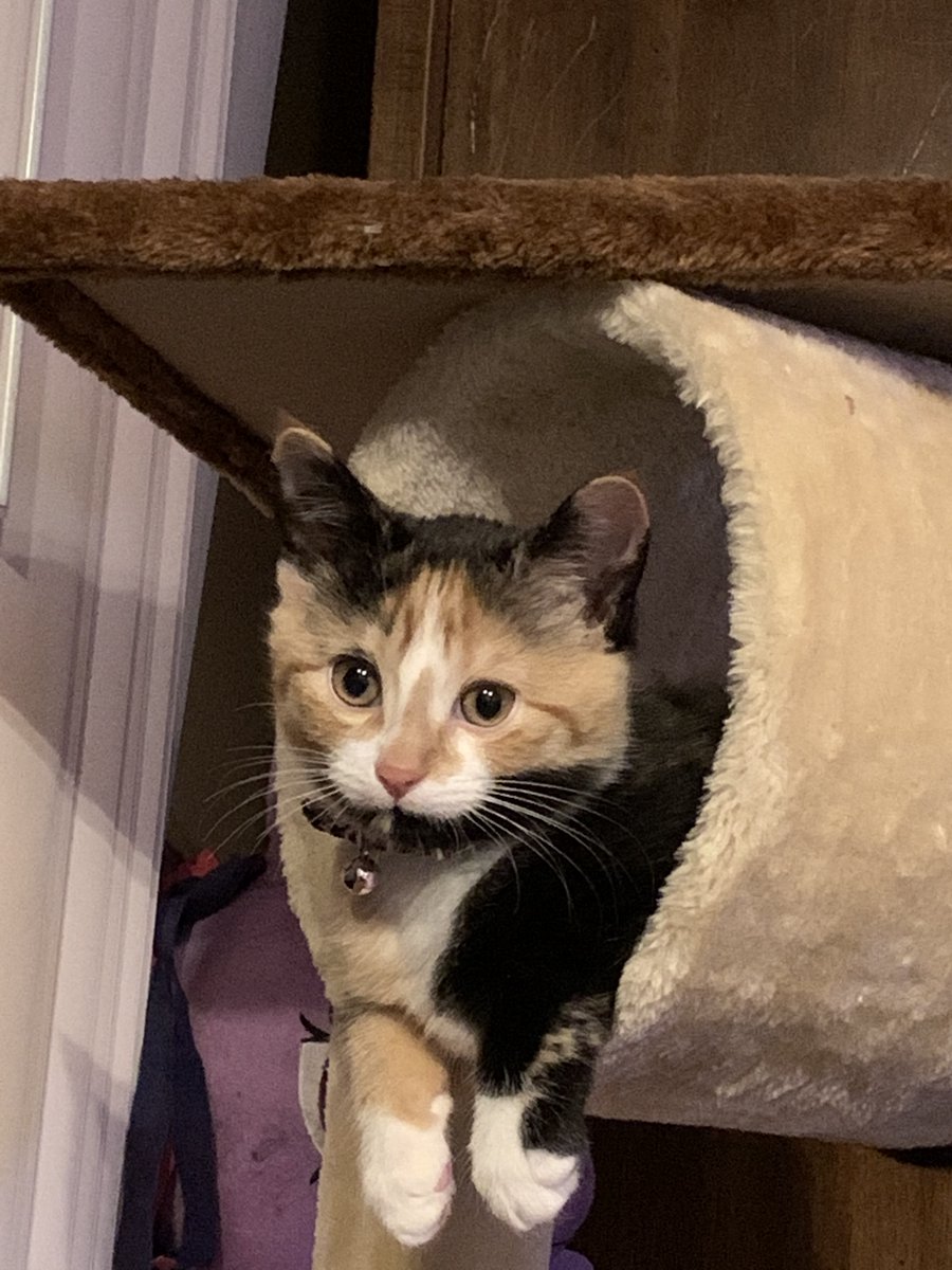 NicholeMBarrett's tweet photo. @TylerMecklenbu1 Don't forget pictures of pets! Meet Bellatrix! https://t.co/0WjcQfy3ZI