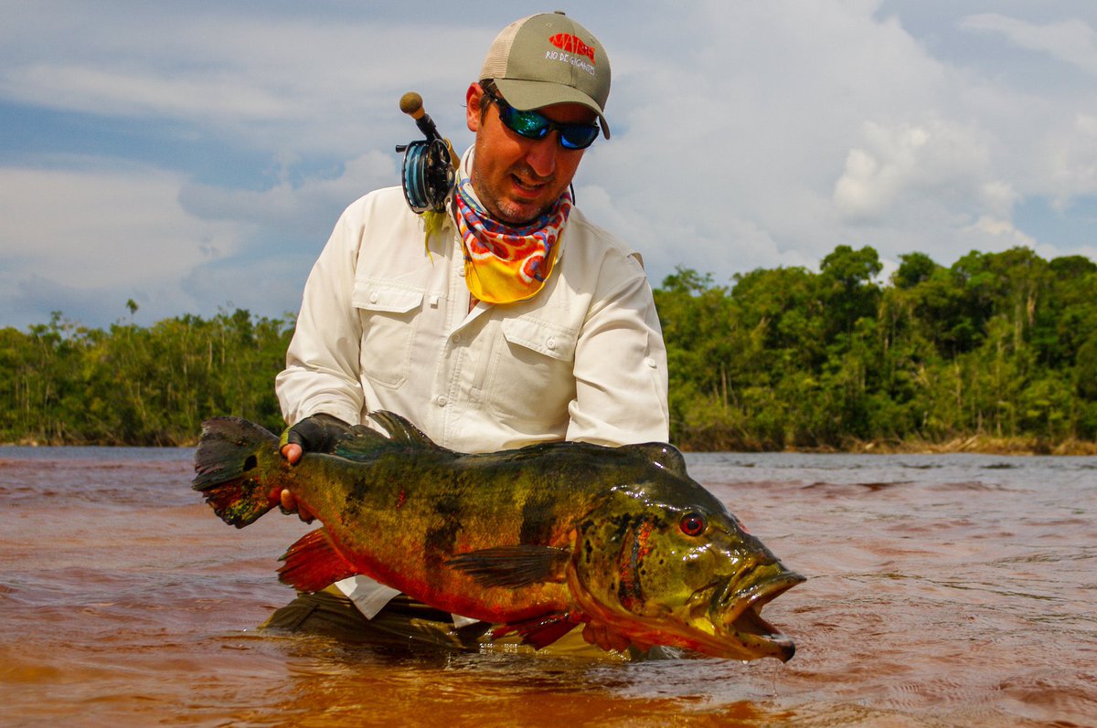 How about that beat up old peacock bass?!
Throwback to when Rodrigo Salles caught this battle-worn beast.

#flyfishing #flyfish #peacockbassonfly #peacockbass #untamedangling #riomarié #jungleflyfishing
