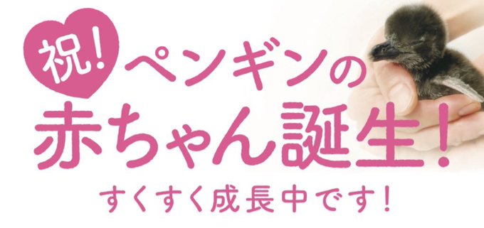 生まれたばかりのマゼランペンギンの赤ちゃん 異次元の可愛さ すみだ水族館で9年連続 ハフポスト News