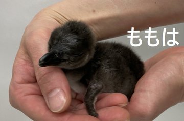 生まれたばかりのマゼランペンギンの赤ちゃん 異次元の可愛さ すみだ水族館で9年連続 ハフポスト News