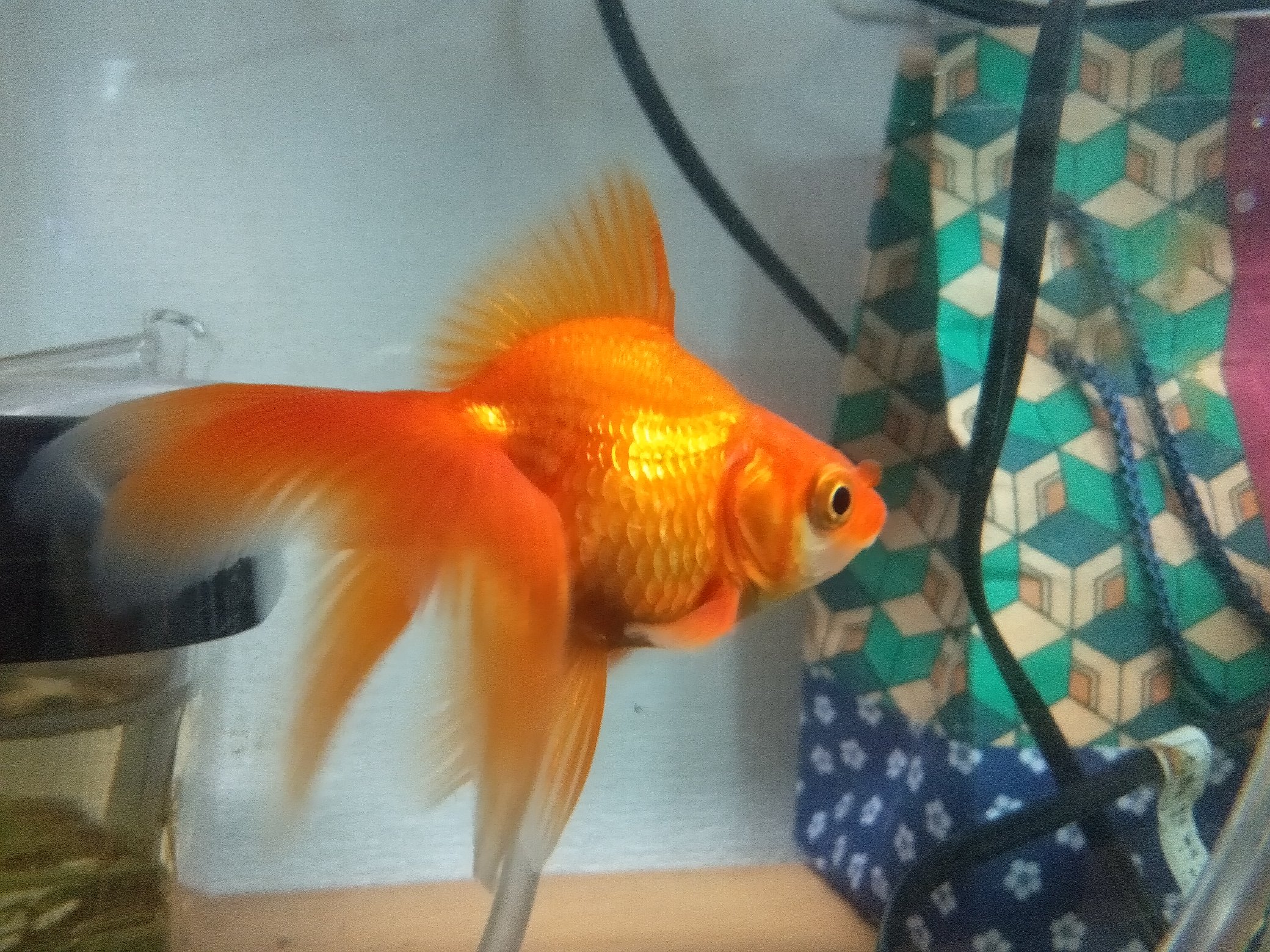 弥富金魚の里親 Twitter Search Twitter