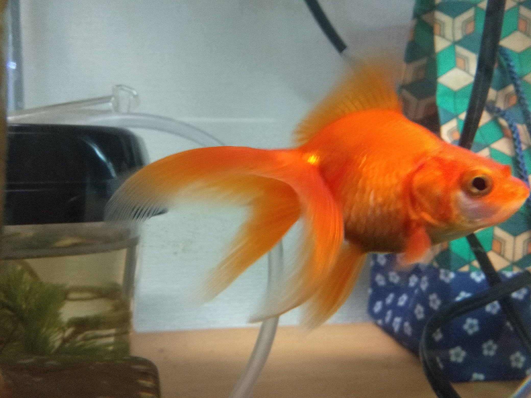 弥富金魚の里親 Twitter Search Twitter
